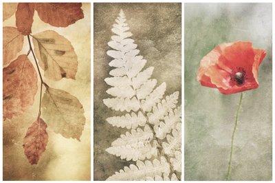Vintage Nature Trio - Gustav Davidsson