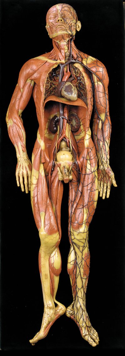 Modèle anatomique écorché masculin, montrant les muscles, les artères et les veines, la circulation et le système nerveux - Gustav Zeiller
