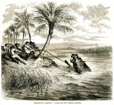 Chasse sur la rivière Teoghe, affluent du Ngami. Harponnage d