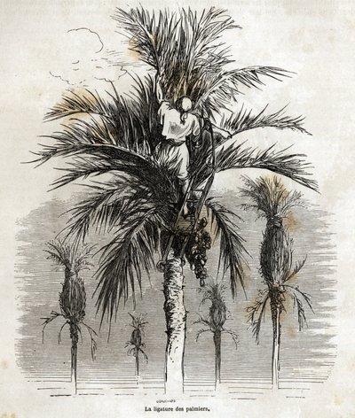 La ligature des palmiers à Elche, dans le but de préserver la blancheur, afin de les tresser, dessin de Gustave Doré (1832-1883), pour illustrer son voyage en Espagne, en 1862, avec Ch. Davillier. Gravure dans "Le tour du monde", édité par Edouard Charton - Gustave Dore