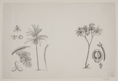 Feuille botanique des écrits de Schouw - H. C. Henneberg