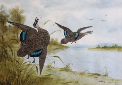 Canards noirs du Pacifique - H. H. Calvert