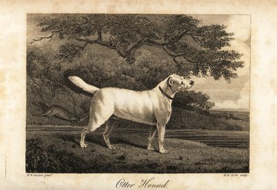 Portrait du dernier chien de loutre restant en Grande-Bretagne en 1812, appartenant à l