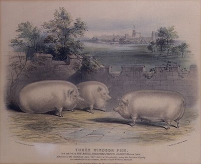 Trois cochons primés élevés par le prince Albert au château de Windsor, gravé par H. Stafford (fl.1829) 1843 - H. Strafford