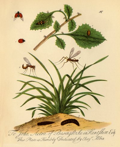 Coccinelle et Tipule oleracea - Halett