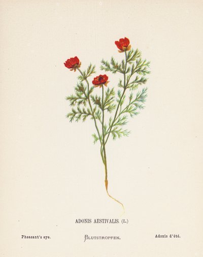 Fleurs sauvages de la Terre Sainte : Adonis Aestivalis; Œil du faisan - Hannah Zeller