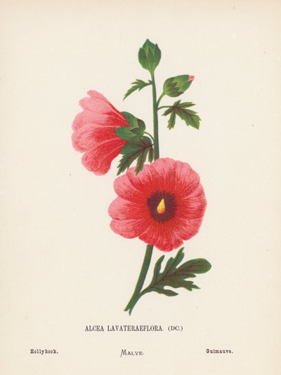 Fleurs sauvages de la Terre Sainte : Alcea Lavateraeflora ; Rose trémière - Hannah Zeller