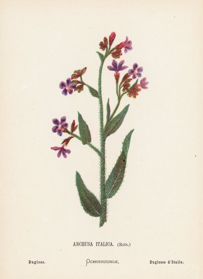 Fleurs sauvages de la Terre Sainte : Anchusa Italica, Retz ; Buglosse - Hannah Zeller