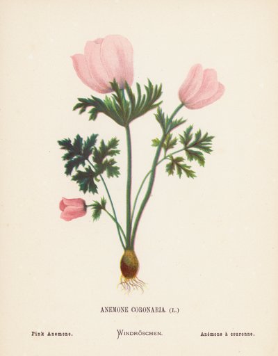 Fleurs sauvages de la Terre Sainte: Anemone Coronaria; Anémone rose - Hannah Zeller