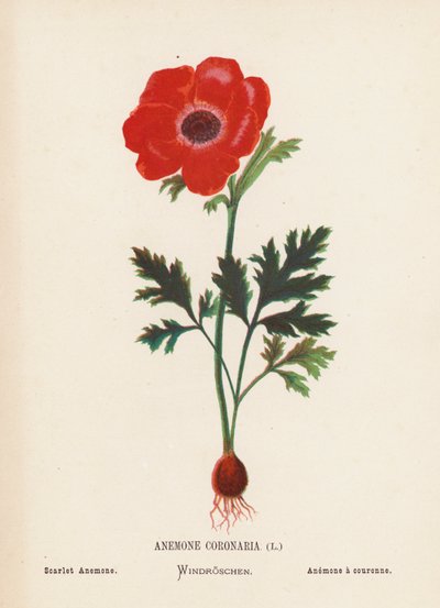 Fleurs sauvages de la Terre Sainte : Anemone Coronaria ; Anémone écarlate - Hannah Zeller