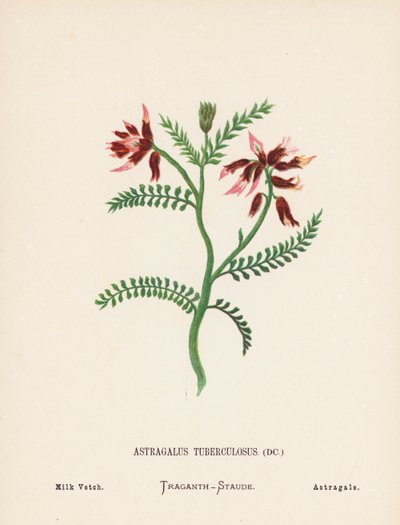Fleurs sauvages de la Terre Sainte : Astragalus Tuberculosus; Astragale tuberculeux - Hannah Zeller