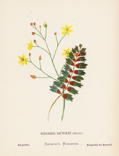 Fleurs sauvages de la Terre Sainte : Bongardia Rauwolfii, Meyer; Bongardia (gravure en couleur) - Hannah Zeller