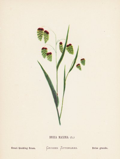 Fleurs sauvages de la Terre Sainte: Briza Maxima; Grande herbe tremblante - Hannah Zeller