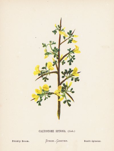 Fleurs sauvages de la Terre Sainte : Calycotome Spinosa, Genêt épineux - Hannah Zeller