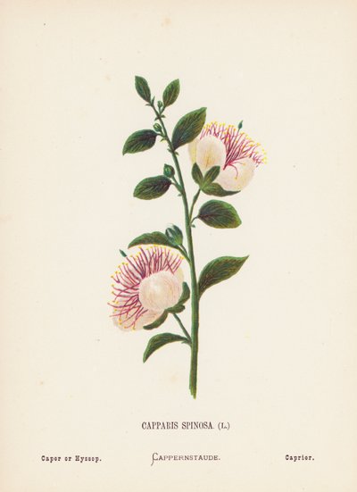 Fleurs Sauvages de la Terre Sainte : Capparis Spinosa ; Câprier ou Hysope - Hannah Zeller