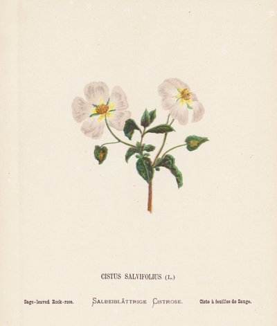Fleurs sauvages de la Terre Sainte : Cistus Salvifolius ; Ciste à feuilles de sauge (gravure en couleur) - Hannah Zeller