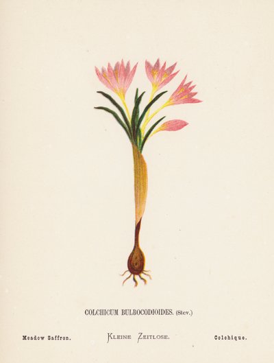 Fleurs sauvages de la Terre Sainte : Colchicum Bulbocodioides, Stev ; Safran des prés - Hannah Zeller