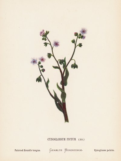 Fleurs sauvages de la Terre Sainte : Cynoglossum Pictum, Ait; Langue de chien peinte - Hannah Zeller