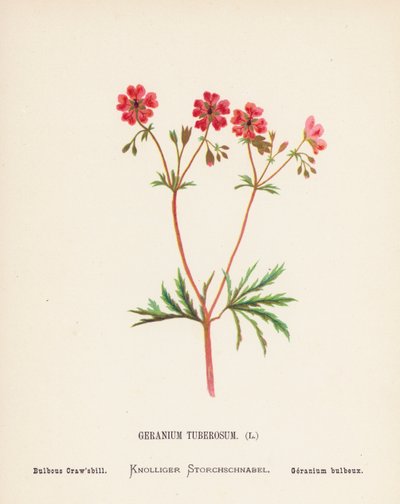 Fleurs sauvages de la Terre Sainte : Geranium Tuberosum ; Bulbous Craw