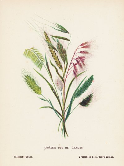 Fleurs sauvages de la Terre Sainte : Graser des hl Landes; Herbe de Palestine - Hannah Zeller