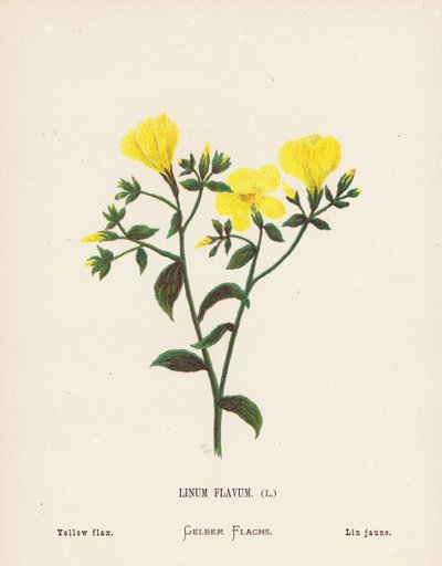 Fleurs sauvages de la Terre Sainte : Linum Flavum ; Lin jaune - Hannah Zeller