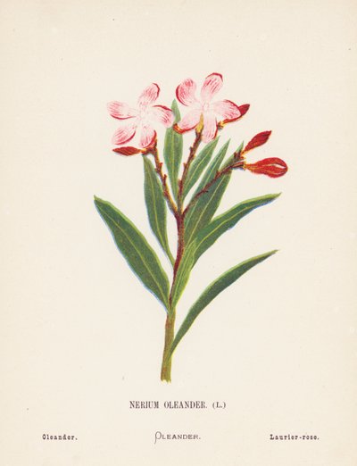 Fleurs sauvages de la Terre Sainte : Nerium Oleander ; Laurier-rose - Hannah Zeller