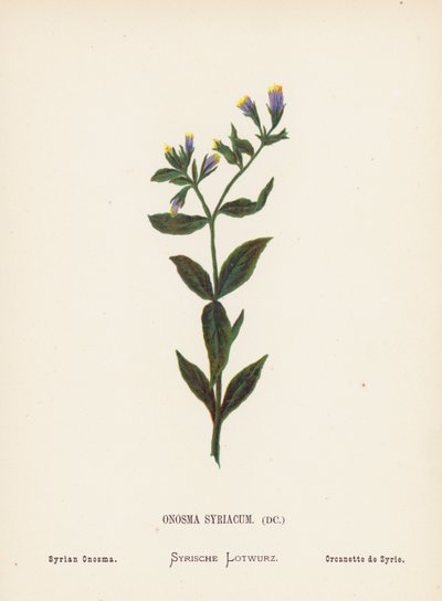 Fleurs sauvages de la Terre Sainte : Onosma Syriacum; Onosma syrien - Hannah Zeller