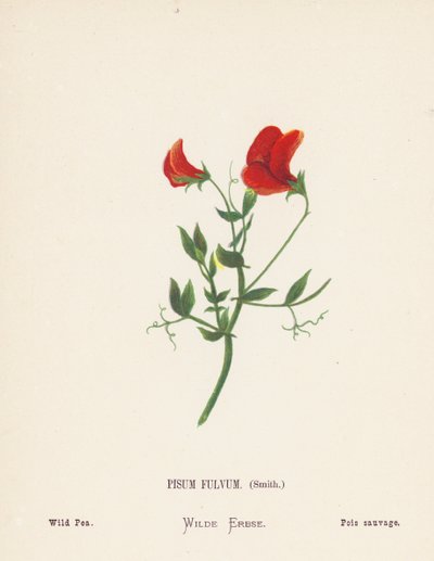 Fleurs sauvages de la Terre Sainte : Pisum Fulvum, Smith ; Pois sauvage - Hannah Zeller