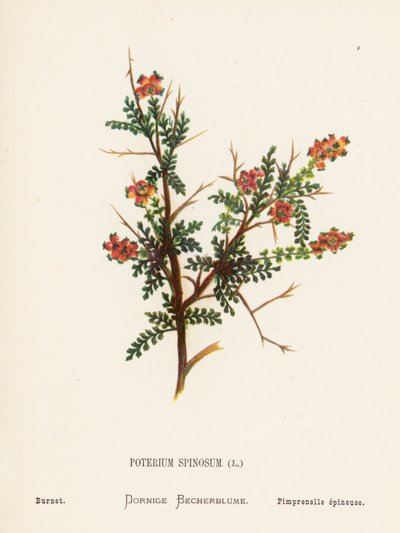 Fleurs sauvages de la Terre Sainte : Poterium Spinosum ; Burnet - Hannah Zeller