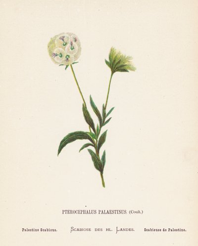 Fleurs sauvages de la Terre Sainte : Pterocephalus Palaestinus, Coult ; Scabieuse de Palestine - Hannah Zeller