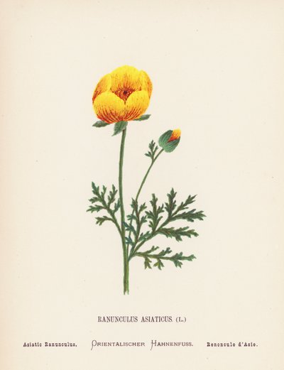 Fleurs sauvages de la Terre Sainte : Ranunculus asiaticus - Hannah Zeller