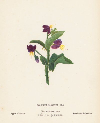 Fleurs sauvages de la Terre Sainte : Solanum Sanctum, Pomme de Sodome - Hannah Zeller