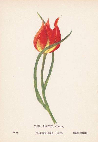 Fleurs sauvages de la Terre Sainte : Tulipa Praecox, Tenore ; Tulipe - Hannah Zeller