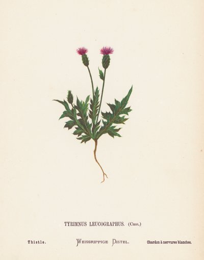 Fleurs sauvages de la Terre Sainte : Tyrimnus Leucographus, Cass; Chardon - Hannah Zeller