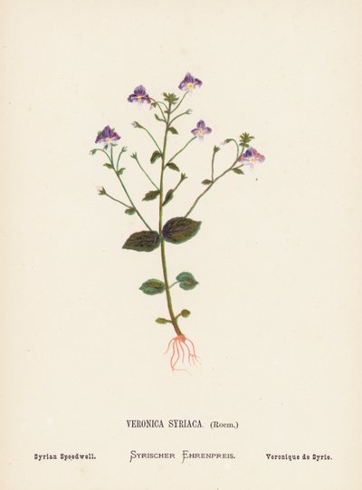 Fleurs sauvages de la Terre Sainte : Veronica Syriaca, Roem ; Véronique Syrienne - Hannah Zeller