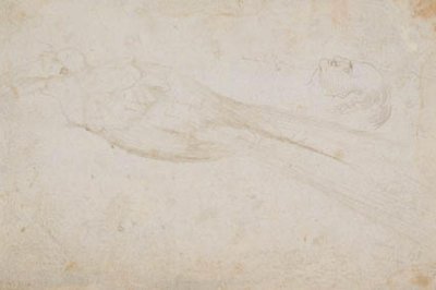Oiseau de paradis mâle et tête d