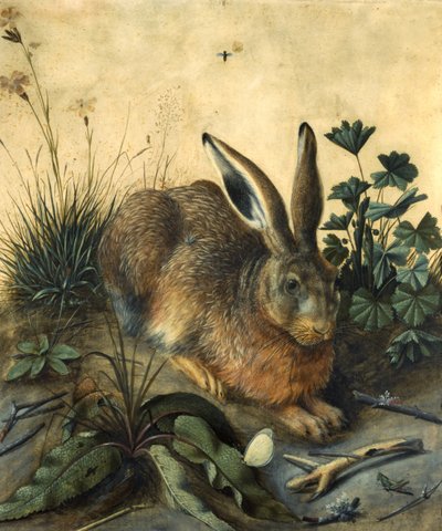 Lièvre - Hans Hoffmann