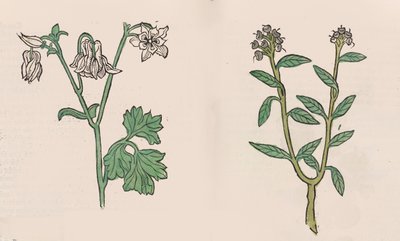 Herbarius - Gart der gesuntheit - Hortus sanitatis, 1485 - Hans Schönsperger