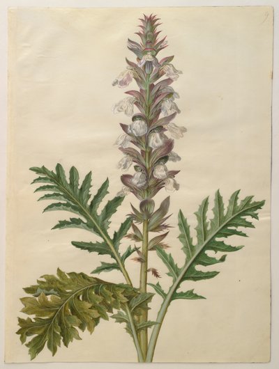 Acanthus mollis de l