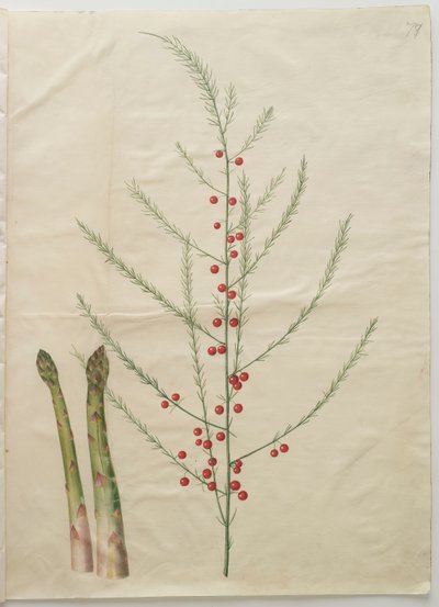 Asparagus officinalis de l