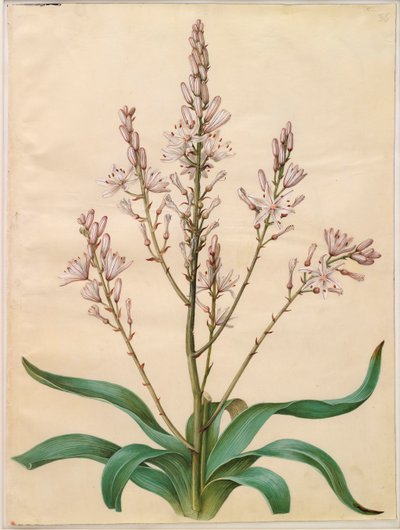 Asphodelus ramosus de l