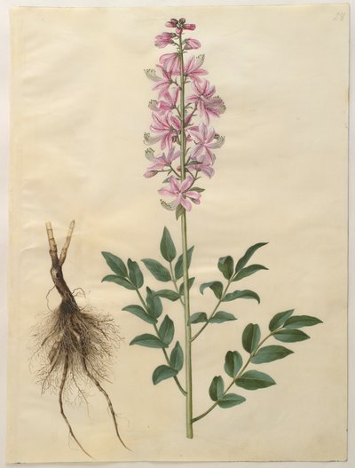 Dictamnus albus de l