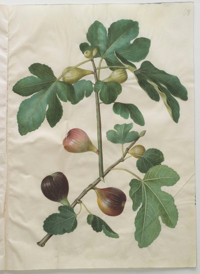 Ficus carica de l