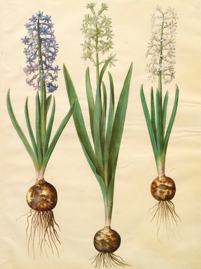 Hyacinthoides orientalis de l