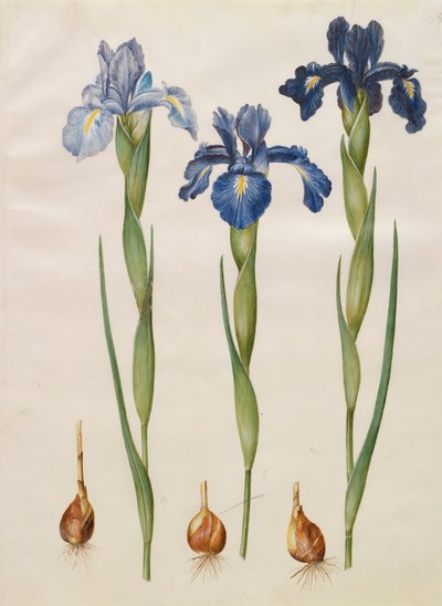 Iris xiphiodes de l