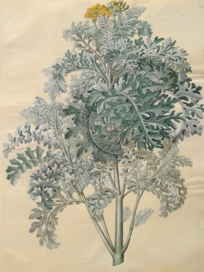 Jacobaea maritima de l