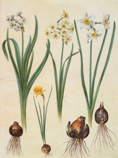 Narcissus tazetta, narcissus orientalis et corbularia bulbocodium de l