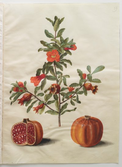 Punica granatum de l
