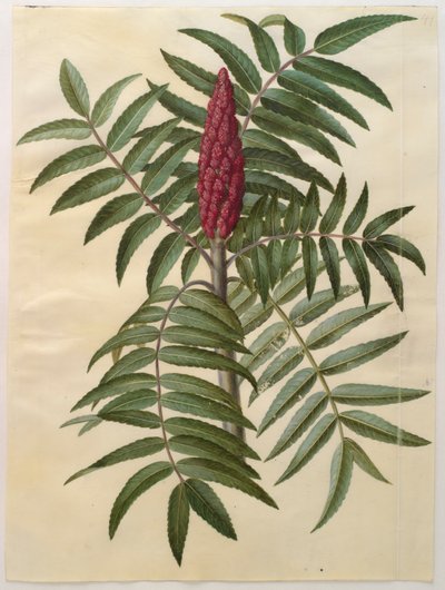 Rhus typhina de l