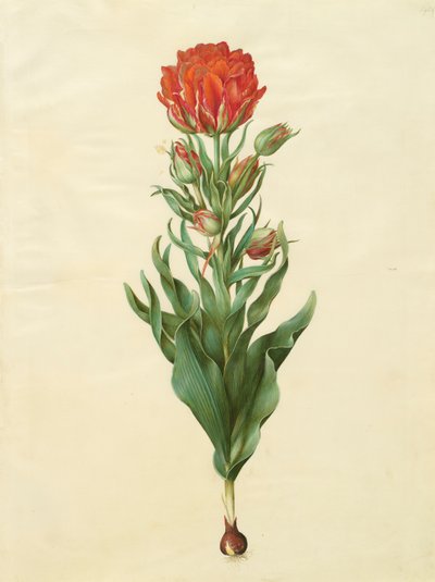 Tulipa gesneriana de l
